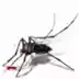 蚊子杀手软件 1.13